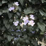 Pretty flowers at Casa Conde