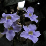 More pretty flowers at Casa Conde